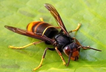 Aide à la destruction des nids de frelons asiatiques